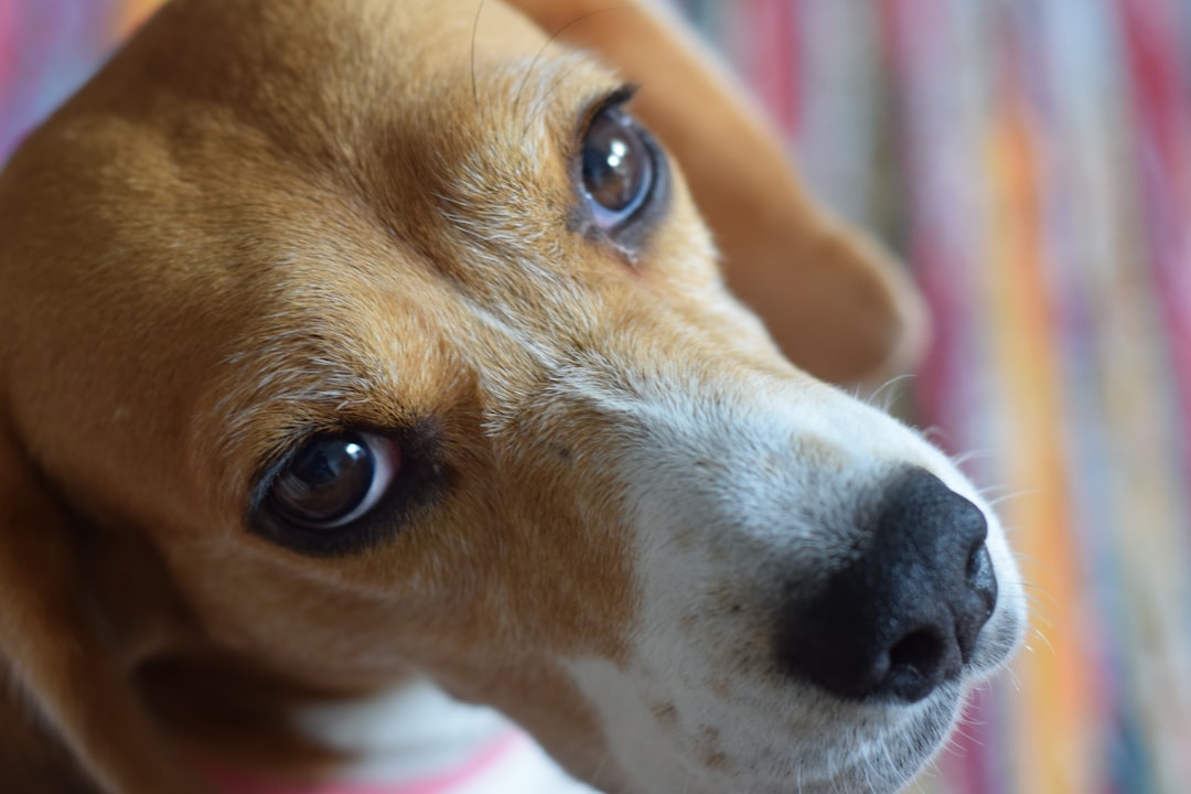Pisces: The Intuitive Empaths Dogs Trust Completely (Image Credits: Unsplash)