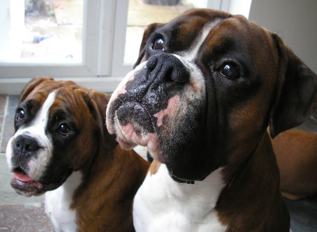 Grapes and Raisins - Tiny Kidney Killers (Image Credits: Flickr)