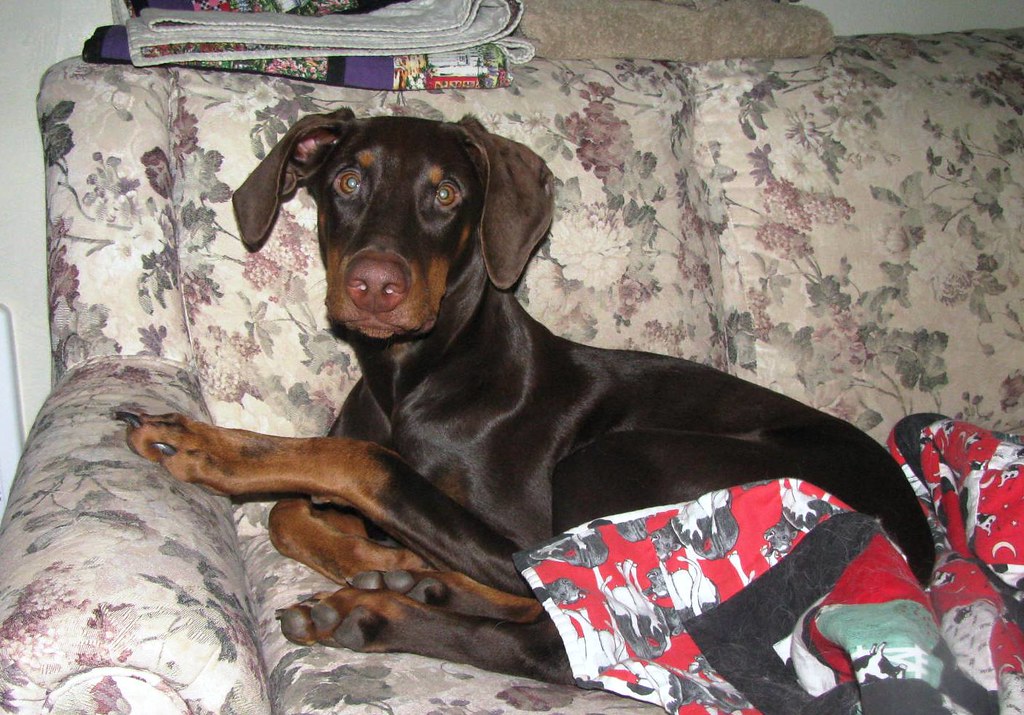 Destructive Desperation: When Your Home Becomes a Target (Image Credits: Flickr)
