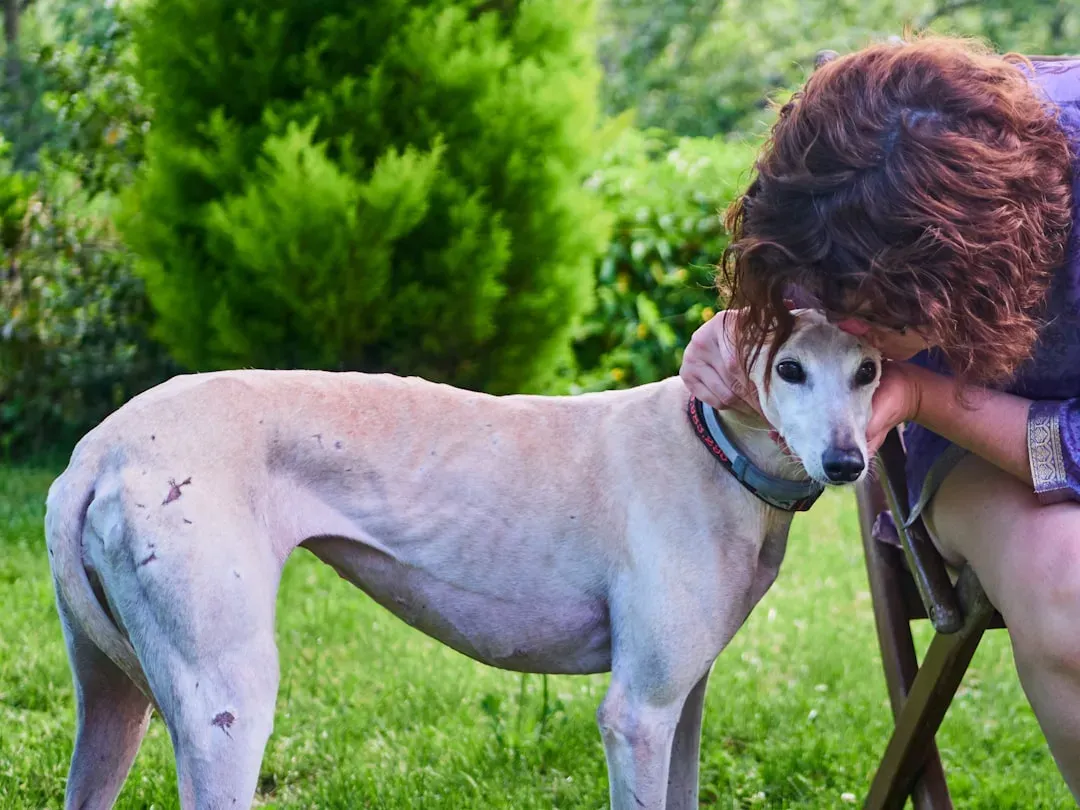 8. Italian Greyhound: The Elegant Lap Seeker (Image Credits: Unsplash)