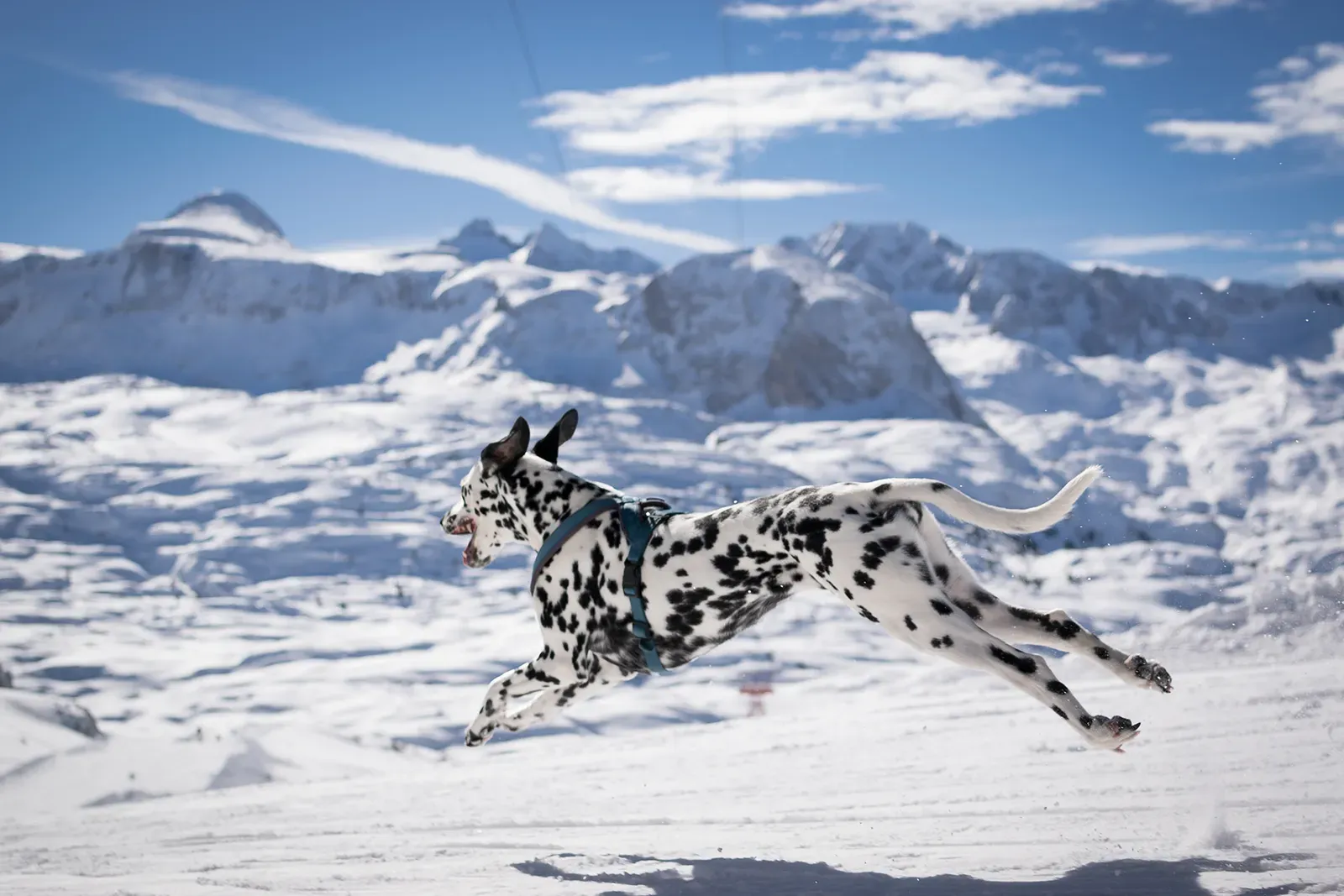 6. Dalmatian: The Tireless Companion Built for Distance (Image Credits: Wikimedia)