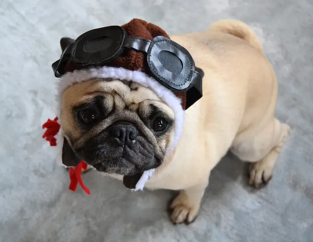 Conclusion: Love Them Despite The Challenge (Image Credits: Flickr)