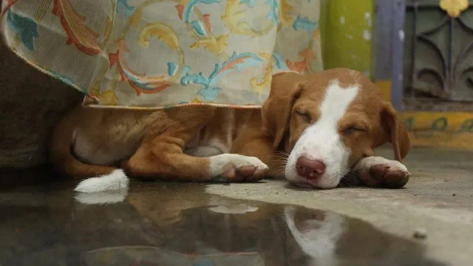 The Evolutionary Instincts Behind Sleeping Choices (Image Credits: Pexels)