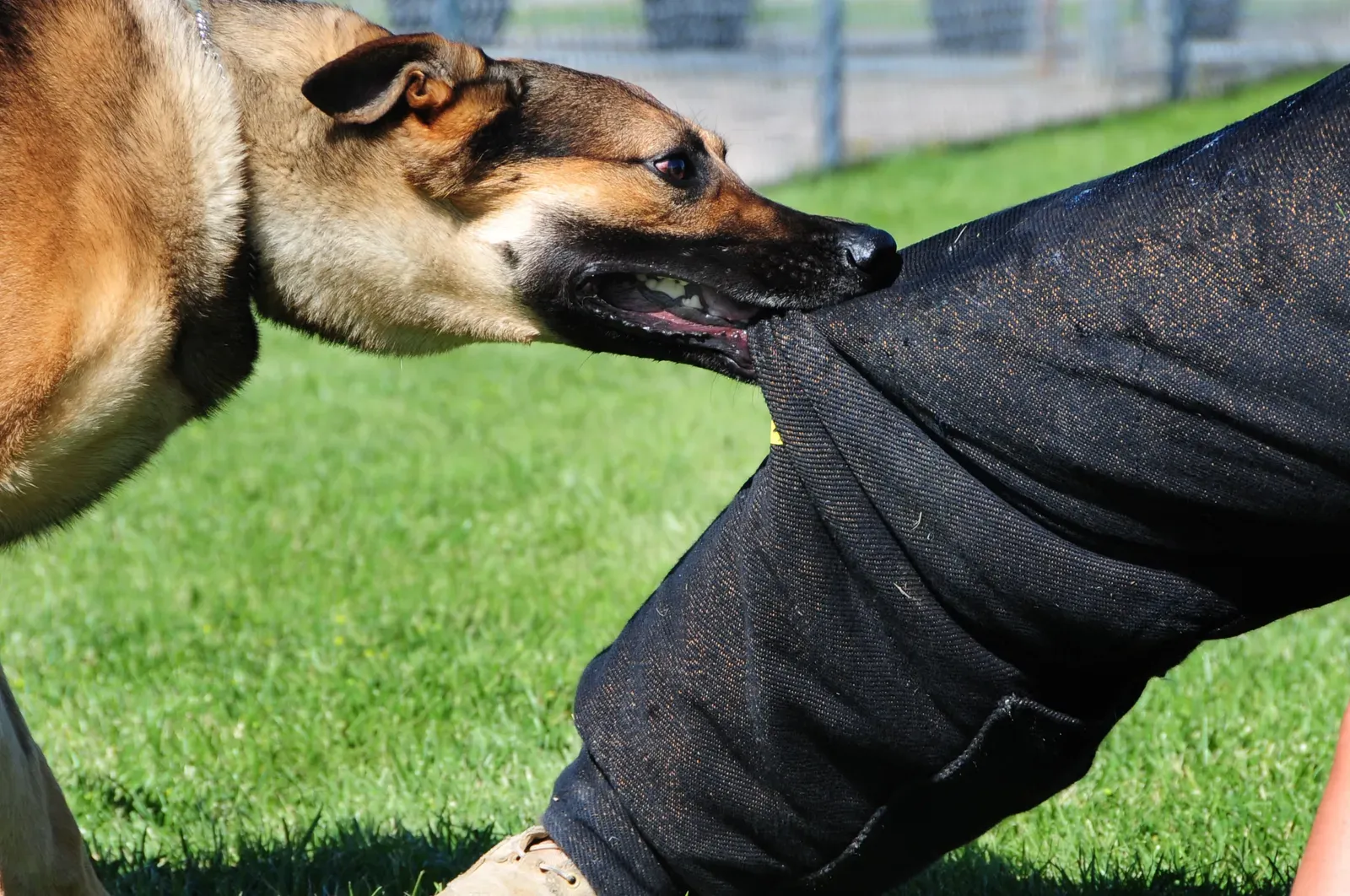 #14 - Liability, Property Damage & Bites (That's a Different Policy) (By U.S. Air Force photo/Airman 1st Class Anthony Sanchelli, Public domain)