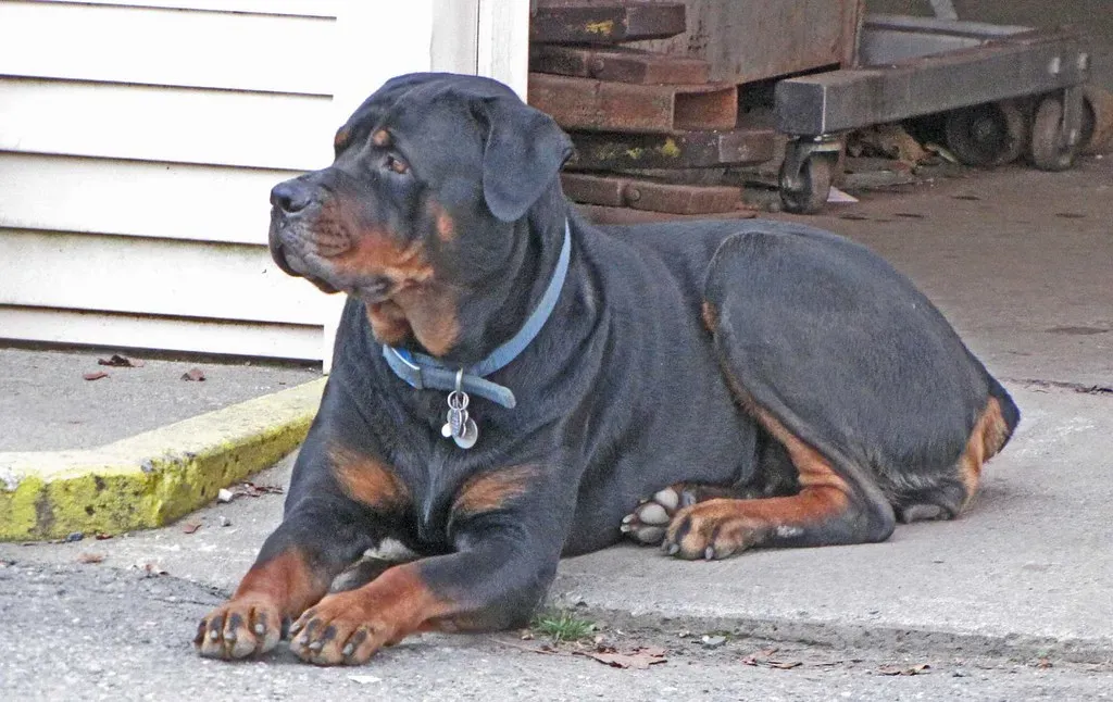 Rottweiler: The Calm, Confident Protector (Image Credits: Flickr)