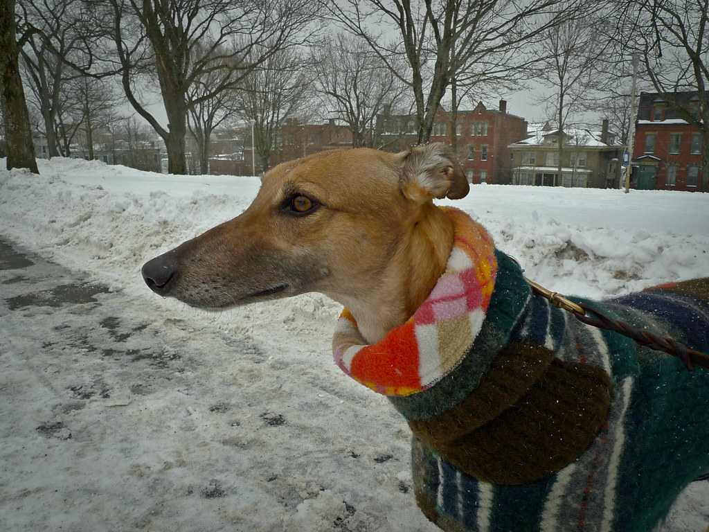 Greyhound: Built for Speed, Not Snow (Image Credits: Flickr)