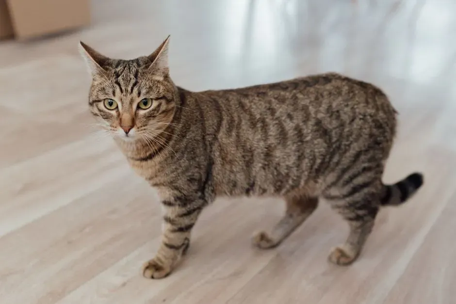 3. Marking Territory Indoors (Image Credits: Pexels)
