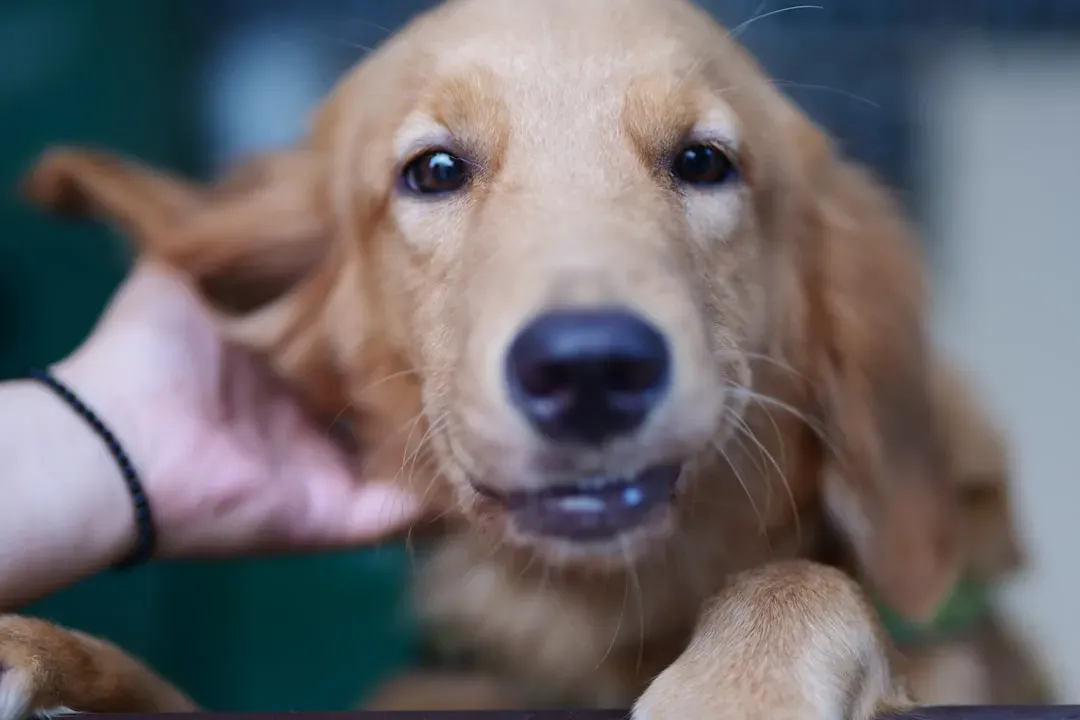 11. Pausing What You Are Doing to Give a Quick Scratch (Image Credits: Unsplash)