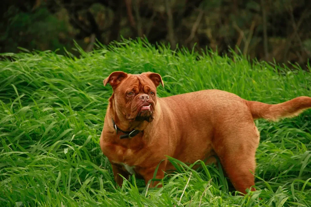 Mastiffs (Image Credits: Unsplash)