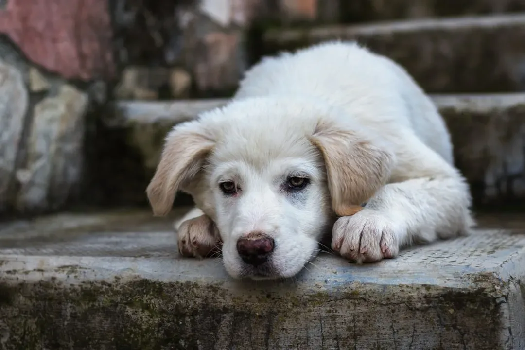 9. Isolating Your Dog for Long Periods (Image Credits: Unsplash)