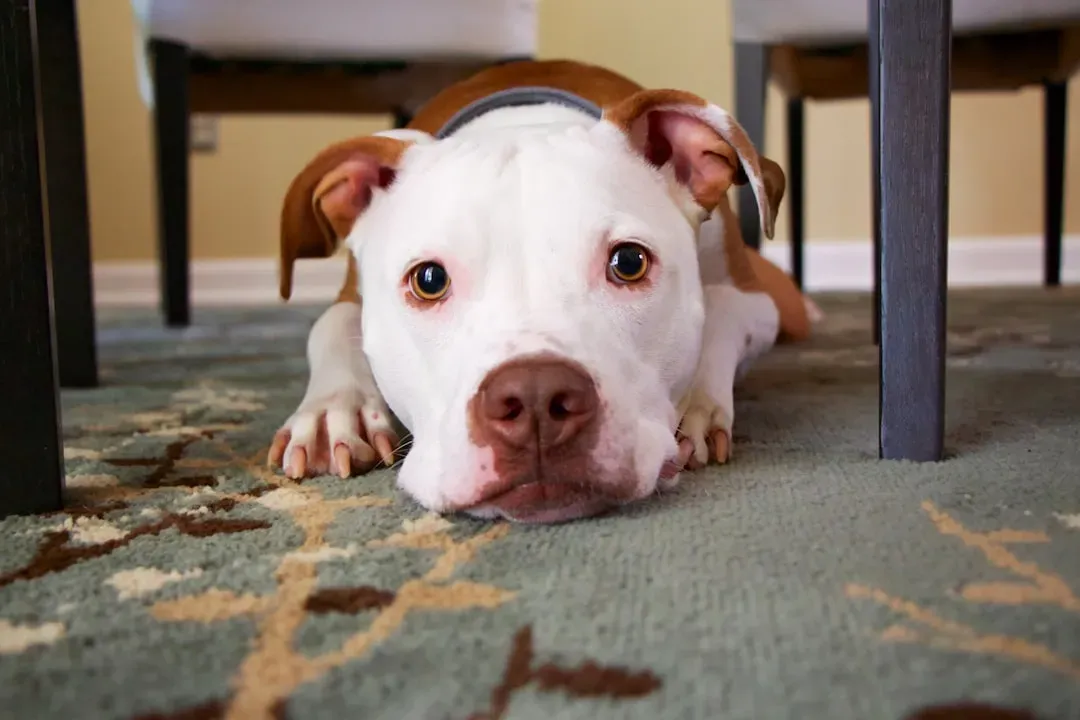 How to Support a Dog That Sits From Worry or Overwhelm (Image Credits: Unsplash)