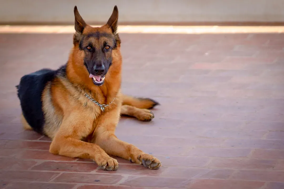 7. German Shepherd: The Urban Guardian (Image Credits: Unsplash)