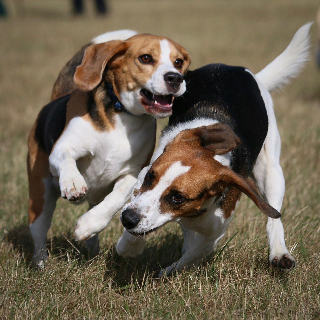 Beagle (Image Credits: Flickr)
