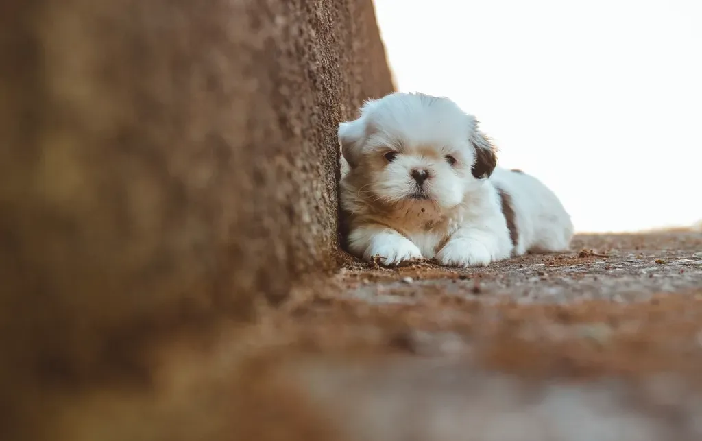 4. Bichon Frise (Image Credits: Rawpixel)