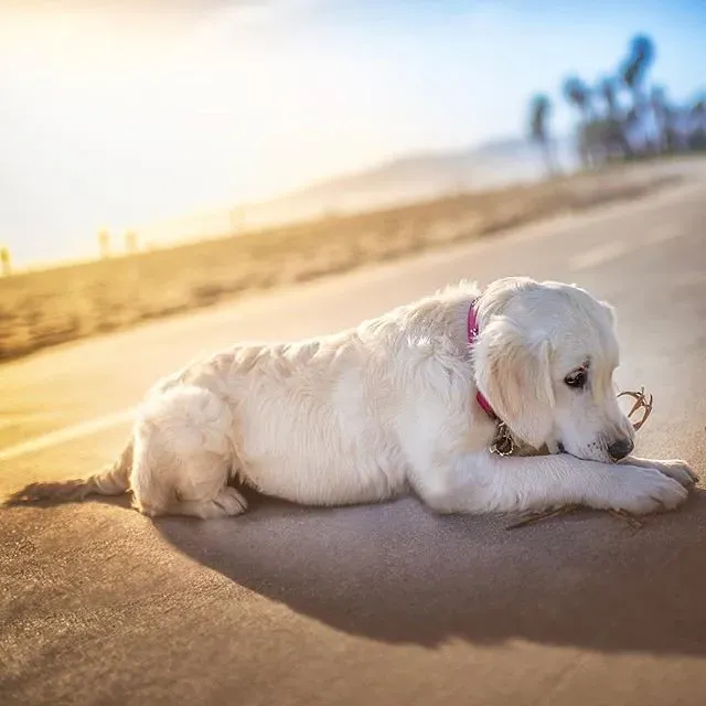 Parasites, Infections, and What's Lurking Between Those Toes (Alex Beattie, Flickr, CC BY 2.0)