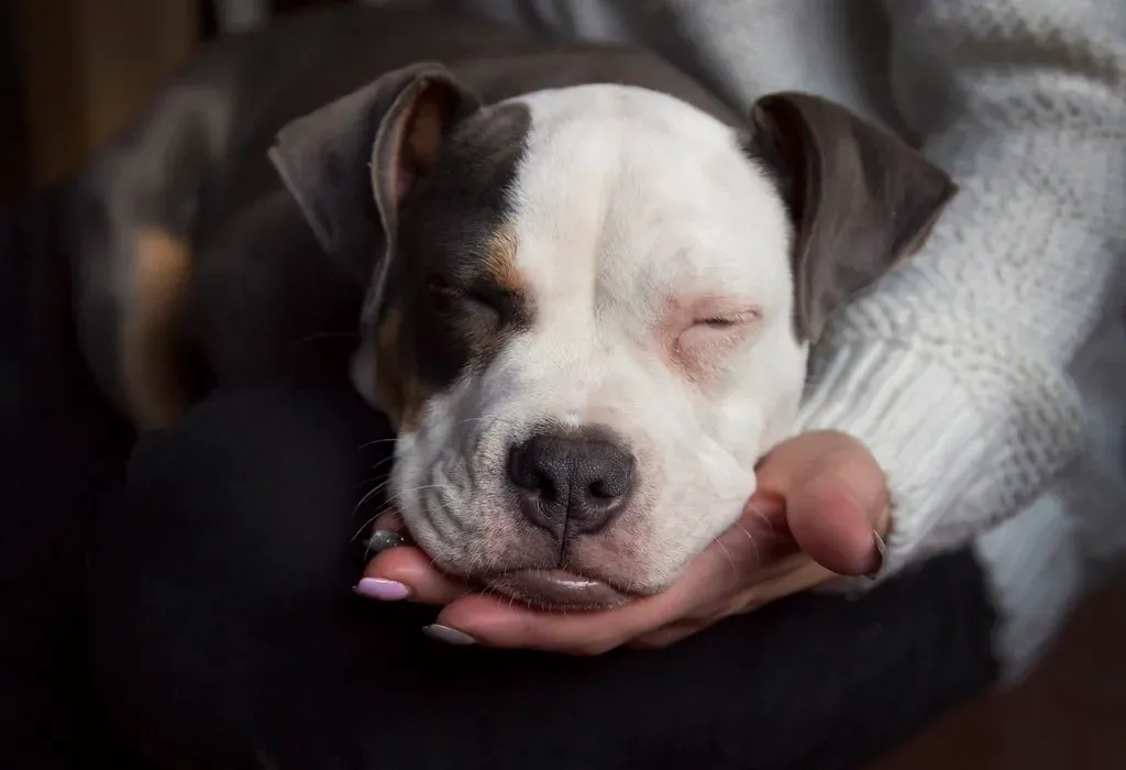 #8 - The Quiet Way They Start Sleeping On You, Not Just Near You (Basti Voe, Flickr, CC BY-SA 2.0)
