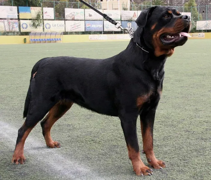 9. Rottweiler: The Confident Thinker Who Demands Respect (By JUAN RAMON RODRIGUEZ SOSA, CC BY-SA 2.0)