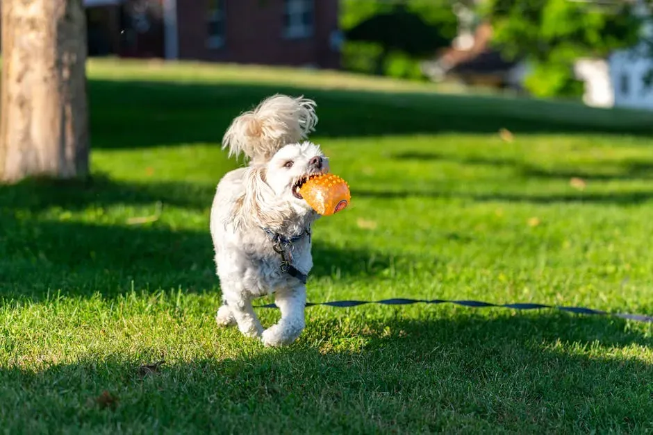 Bringing You a Toy: The Gift of Pure Excitement (Image Credits: Pexels)