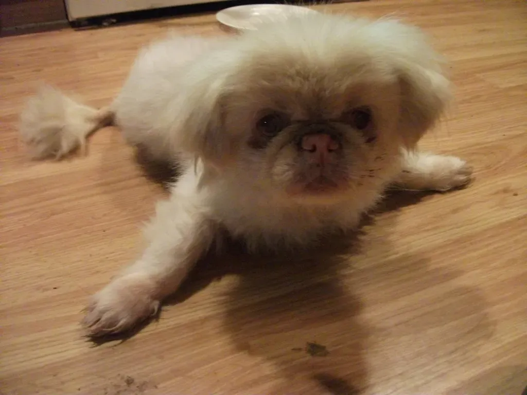 Slippery Floors and Unfamiliar Surfaces (Image Credits: Flickr)