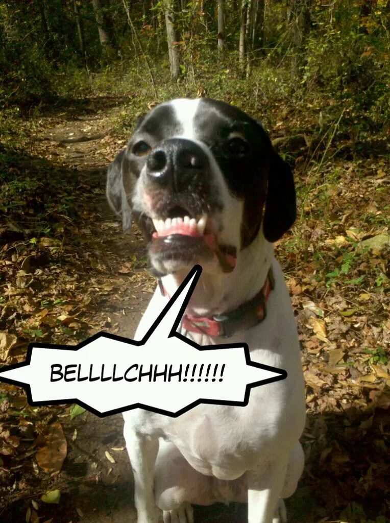 #4 Chronic Gas and Burping, Not Just “Dog Farts” (FilipSzy, Flickr, CC BY 2.0)