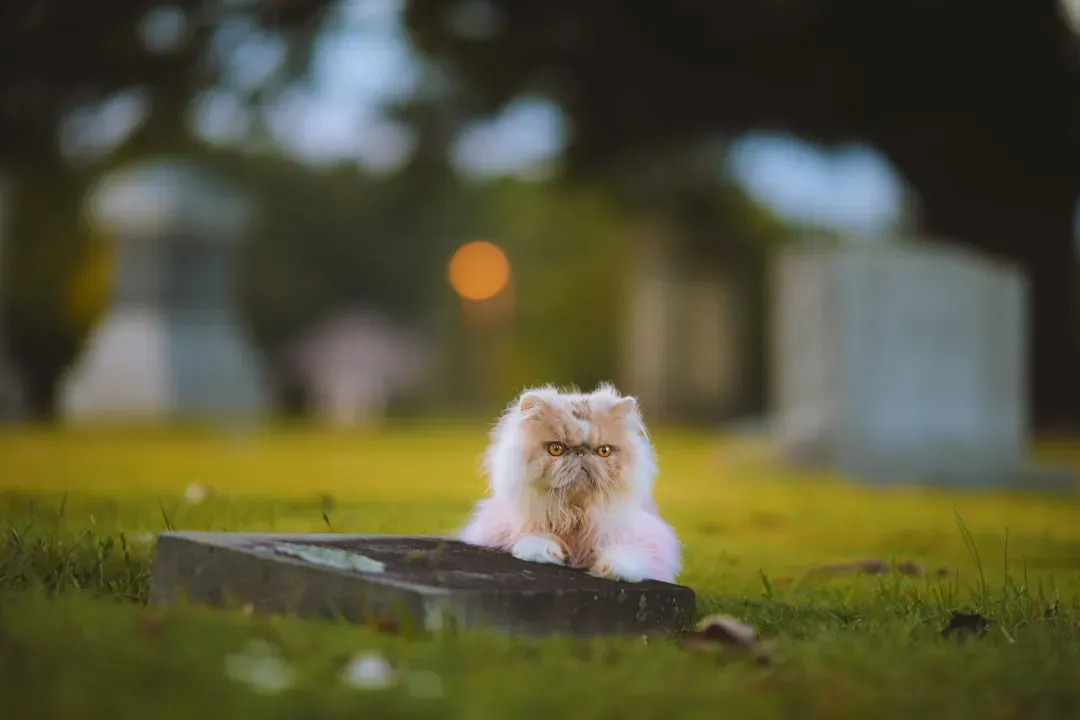 #7 - Burying the Pet Inside "All Personal Property" (Image Credits: Unsplash)