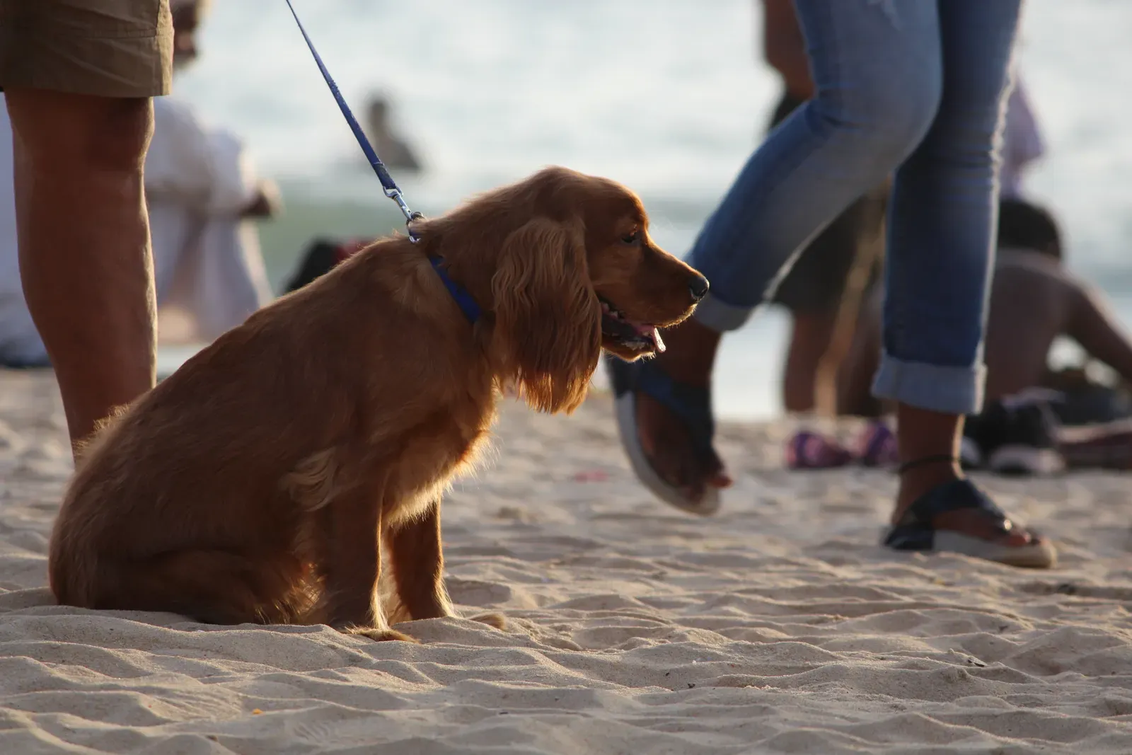 You Leave Them Alone Too Long (Image Credits: Wikimedia)