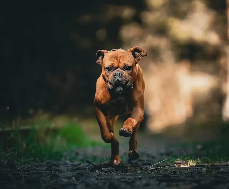 #8. Boxer (Image Credits: Pexels)