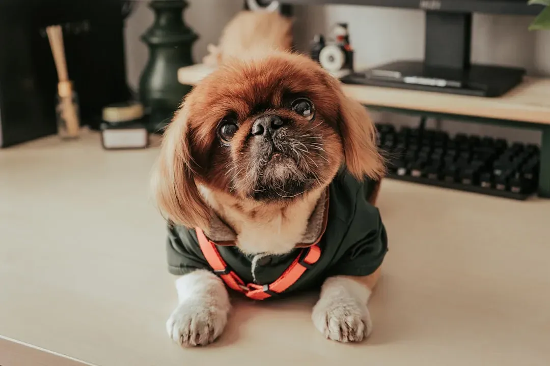 Try an Anxiety Wrap or Calming Vest (Image Credits: Unsplash)