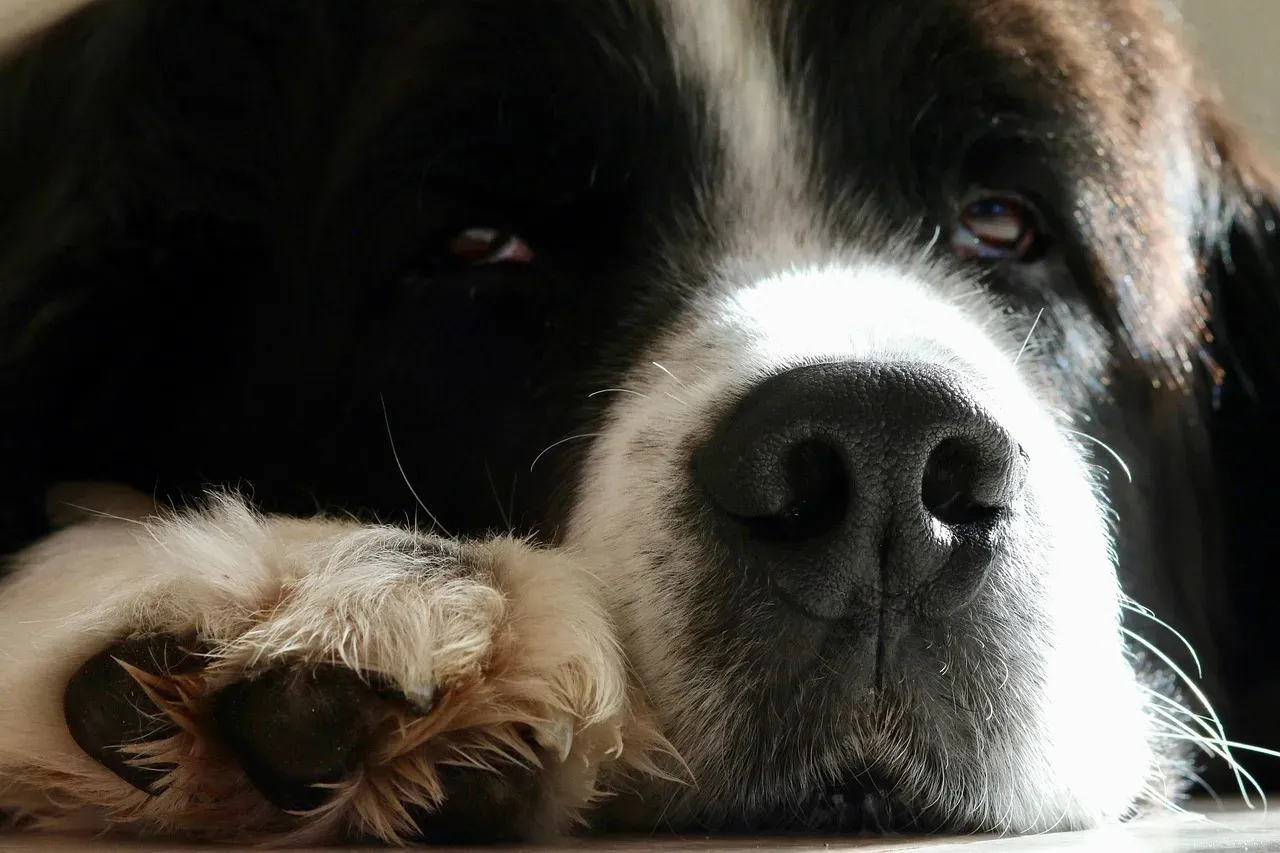 #2 - They Stop Settling Down for Naps (Image Credits: Pixabay)