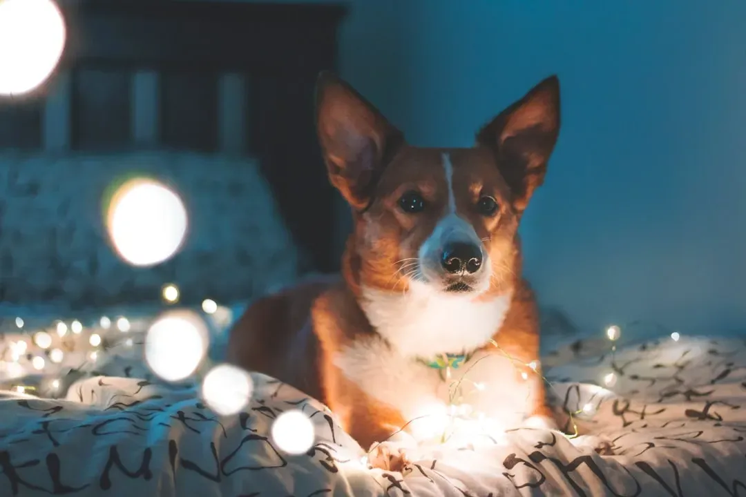 Gemini: The Chatty Companion Seeker (Image Credits: Unsplash)