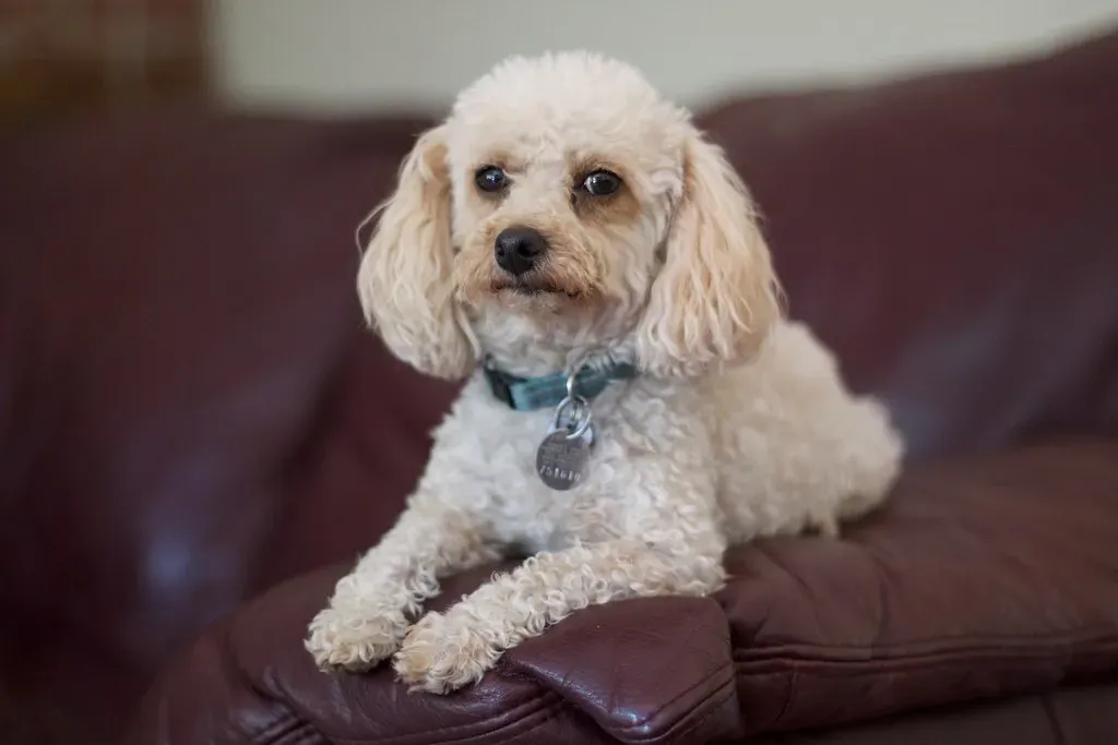 2. When They’re Unsure If Something Is Allowed (cogdogblog, Flickr, CC BY 2.0)