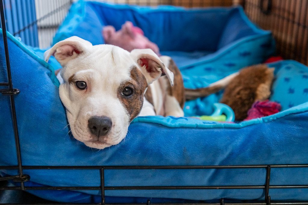 Truth 4: Mixed Breeds Dominate Adoption Success Stories (Image Credits: Flickr)