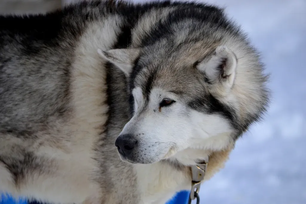2. Siberian Husky: Born to Run in the Cold (Image Credits: Rawpixel)