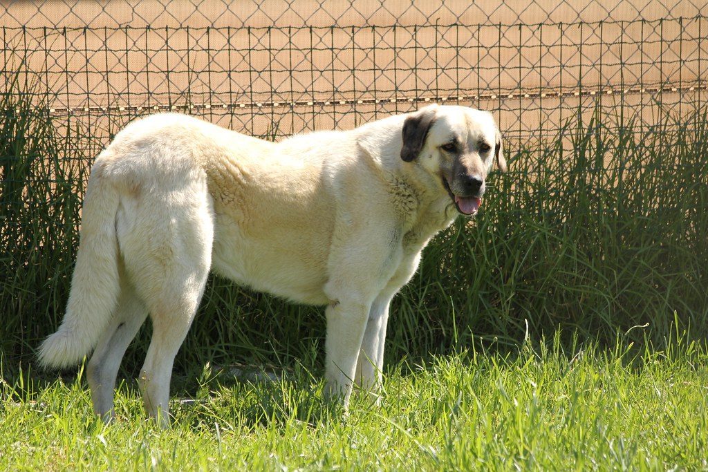 Anatolian Shepherds: The Ancient Guardians (Image Credits: Flickr)
