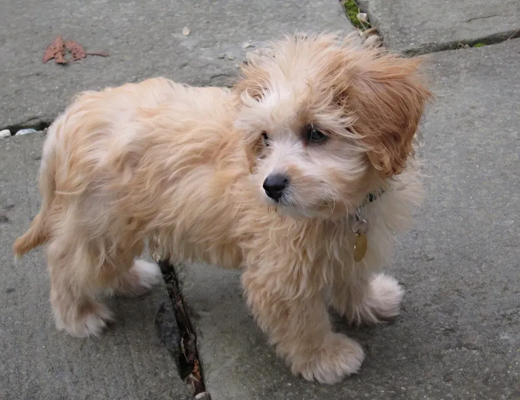 Cavalier Mixes Like Cavachons: Best of Both Worlds (Image Credits: Flickr)