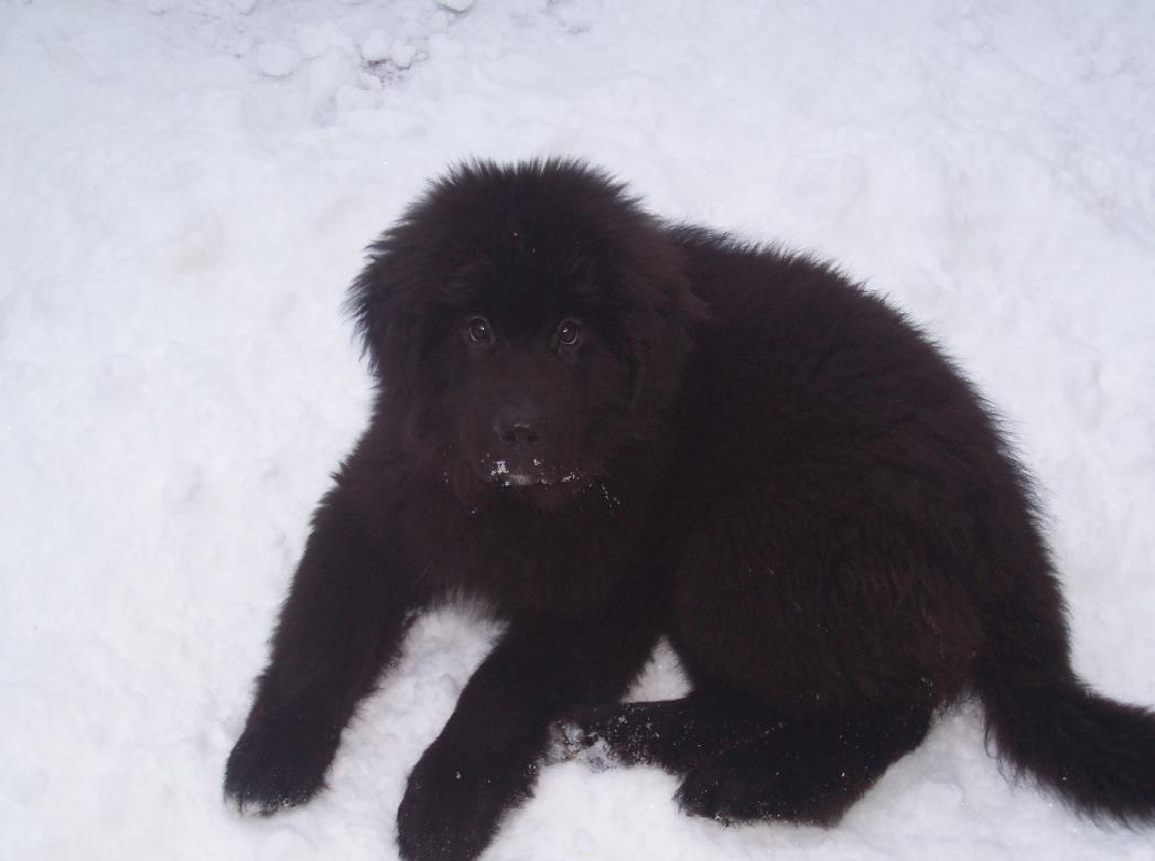 Newfoundlands: The Swimming Snow Bears (Image Credits: Wikimedia)