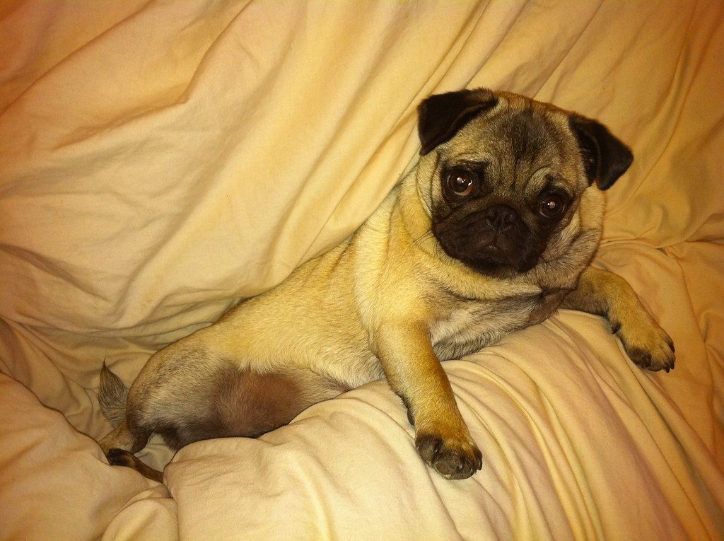 10. Pug: The Comical Cuddle Bug (Image Credits: Flickr)