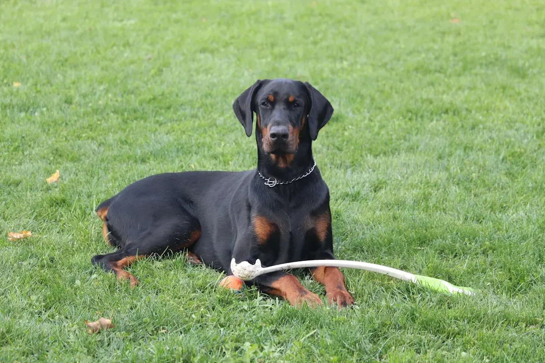 Doberman Pinscher (Image Credits: Unsplash)
