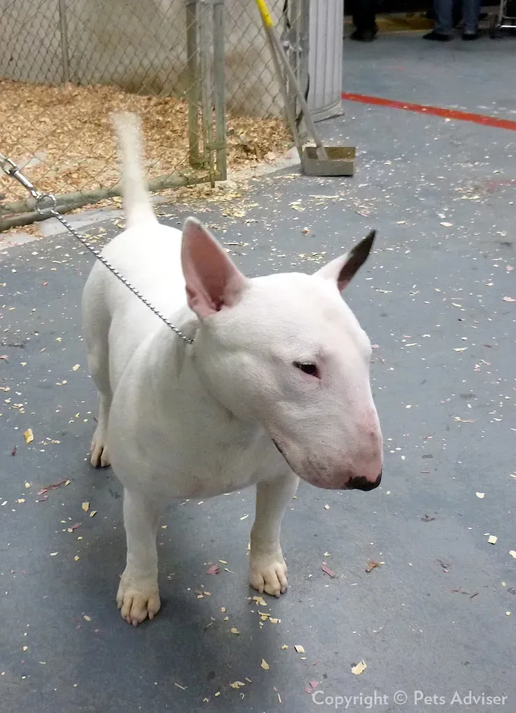 10. The Bull Terrier: The Egg-Headed Eccentric (Image Credits: Flickr)