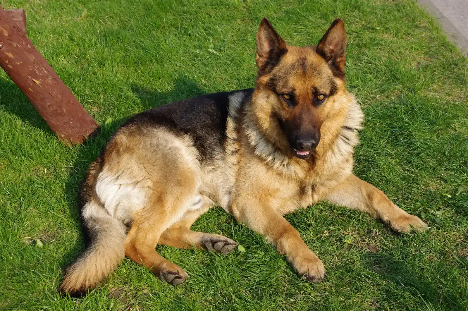 German Shepherd: The Loyal Guardian Who Tracks Your Every Move (By Jakub Hałun, CC BY-SA 4.0)