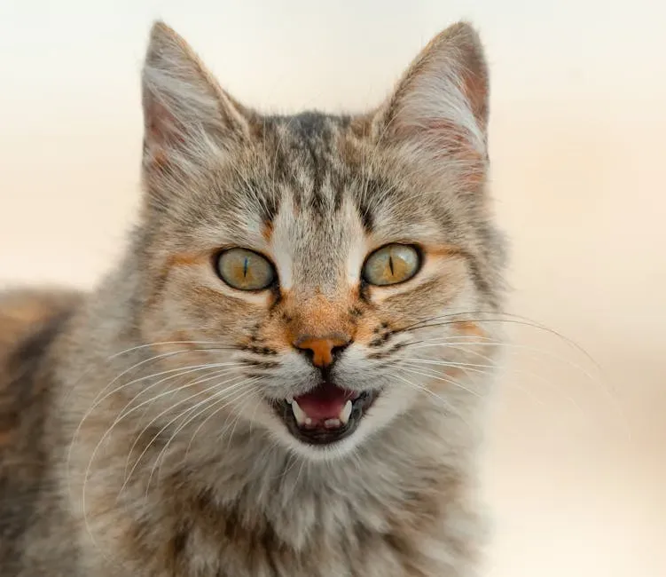 #9: Meowing Just for You (Image Credits: Pexels)