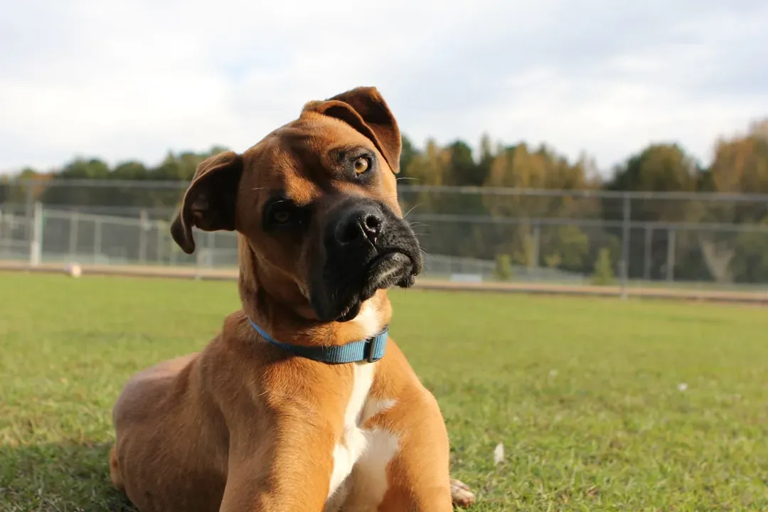Sound Science: How Tilting May Help Dogs Pinpoint Where Your Voice Comes From (Image Credits: Unsplash)