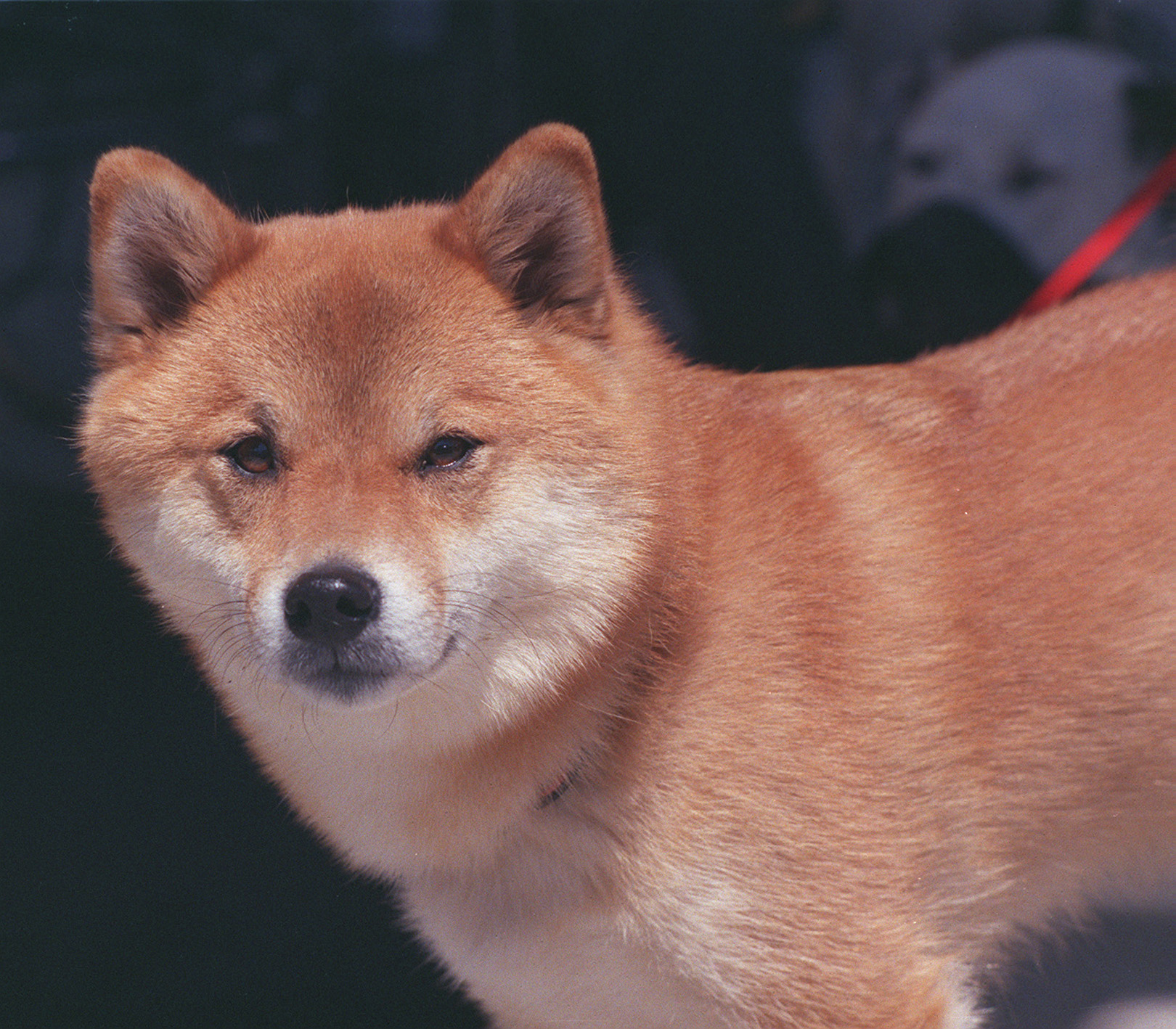 Shiba Inu (Image Credits: Wikimedia)