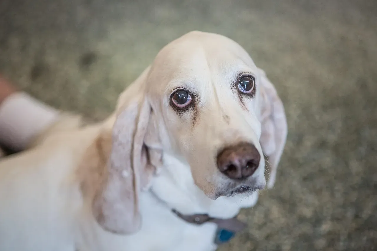 #8. Basset Hound - The Gentle, Laid-Back Soul (Image Credits: Pixabay)