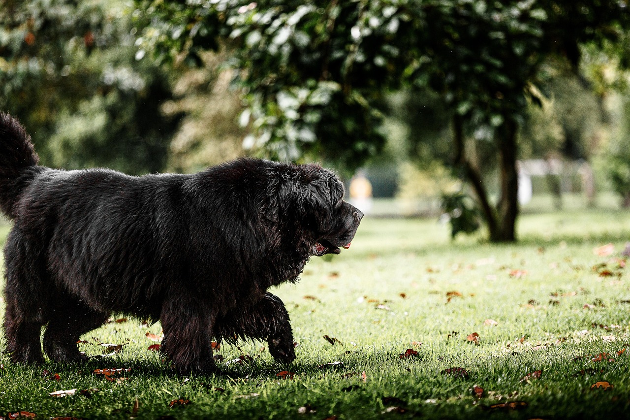 Taurus Dogs: The Gentle Giants (Image Credits: Pixabay)