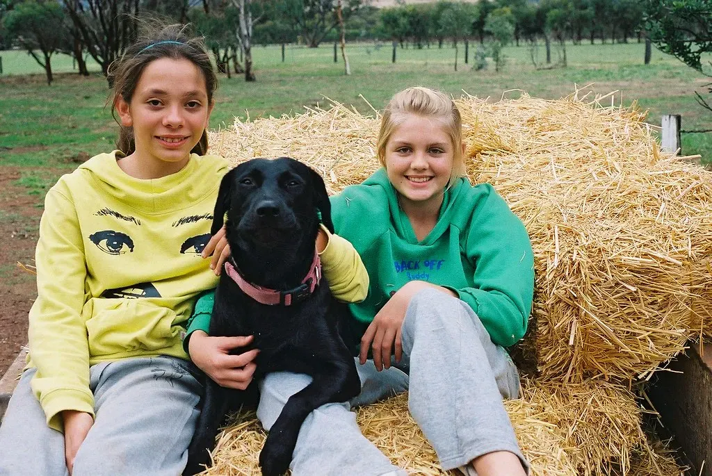 12. The Labrador Retriever: Everyone's Best Friend (Image Credits: Flickr)