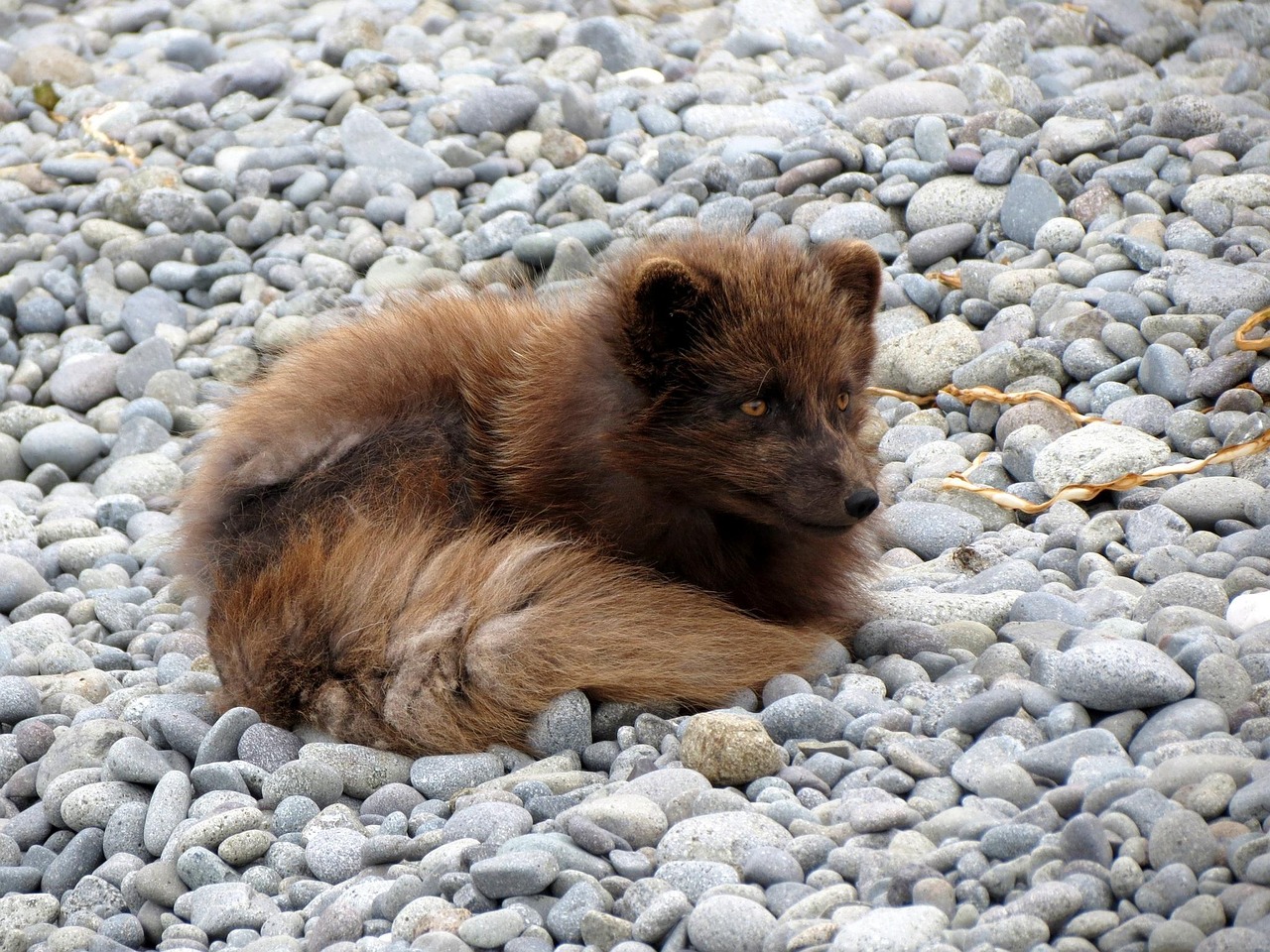 Pisces (February 19 – March 20): The Island Fox (Image Credits: Pixabay)