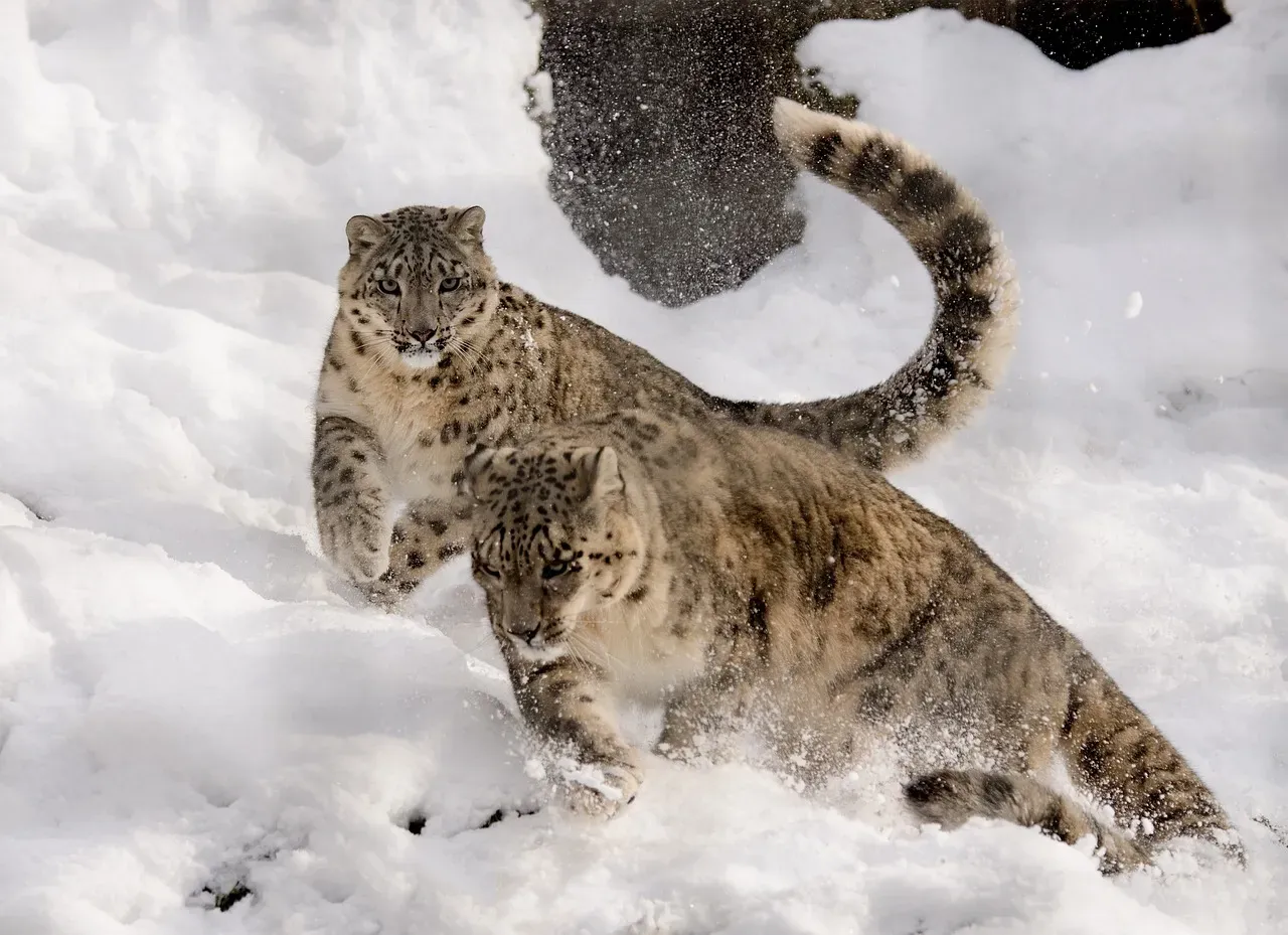 #6. They Are Apex Hunters Despite Their Modest Size (Image Credits: Pixabay)