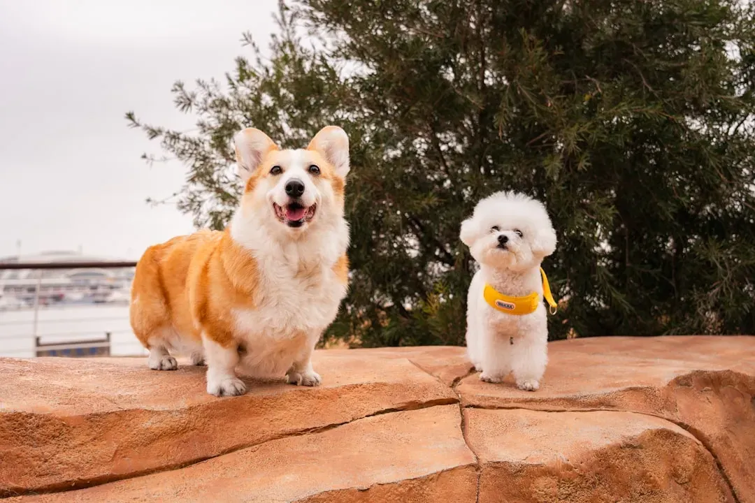 6. Pembroke Welsh Corgi: The Spirited Little Dog That Keeps You Moving (Image Credits: Unsplash)