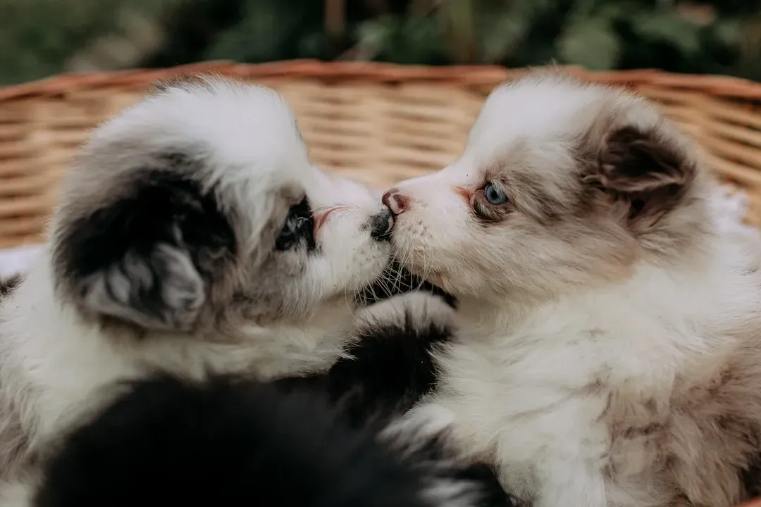 They're Speaking a Language Rooted in Puppyhood (Image Credits: Unsplash)